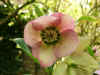 hellebore_faceview.jpg