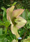 hellebore.jpg 